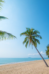 Wall Mural - Beautiful landscape of coconut palm tree on tropical beach (seascape) in summer. Summer background concept.