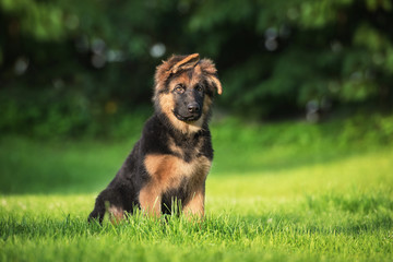 German shepherd puppy