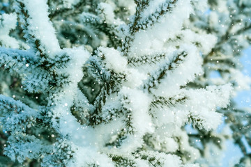 Blue Winter Background. Natural coniferous branches in hoarfrost and snow