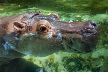 Wall Mural - The face of the hippopotamus in the water.