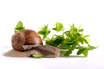 Helix pomatia.Garden snail isolated on white background.Grape snail.