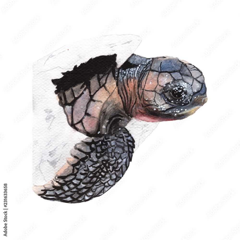 Sea turtle isolated on white background .Sea turtle Hand painted ...
