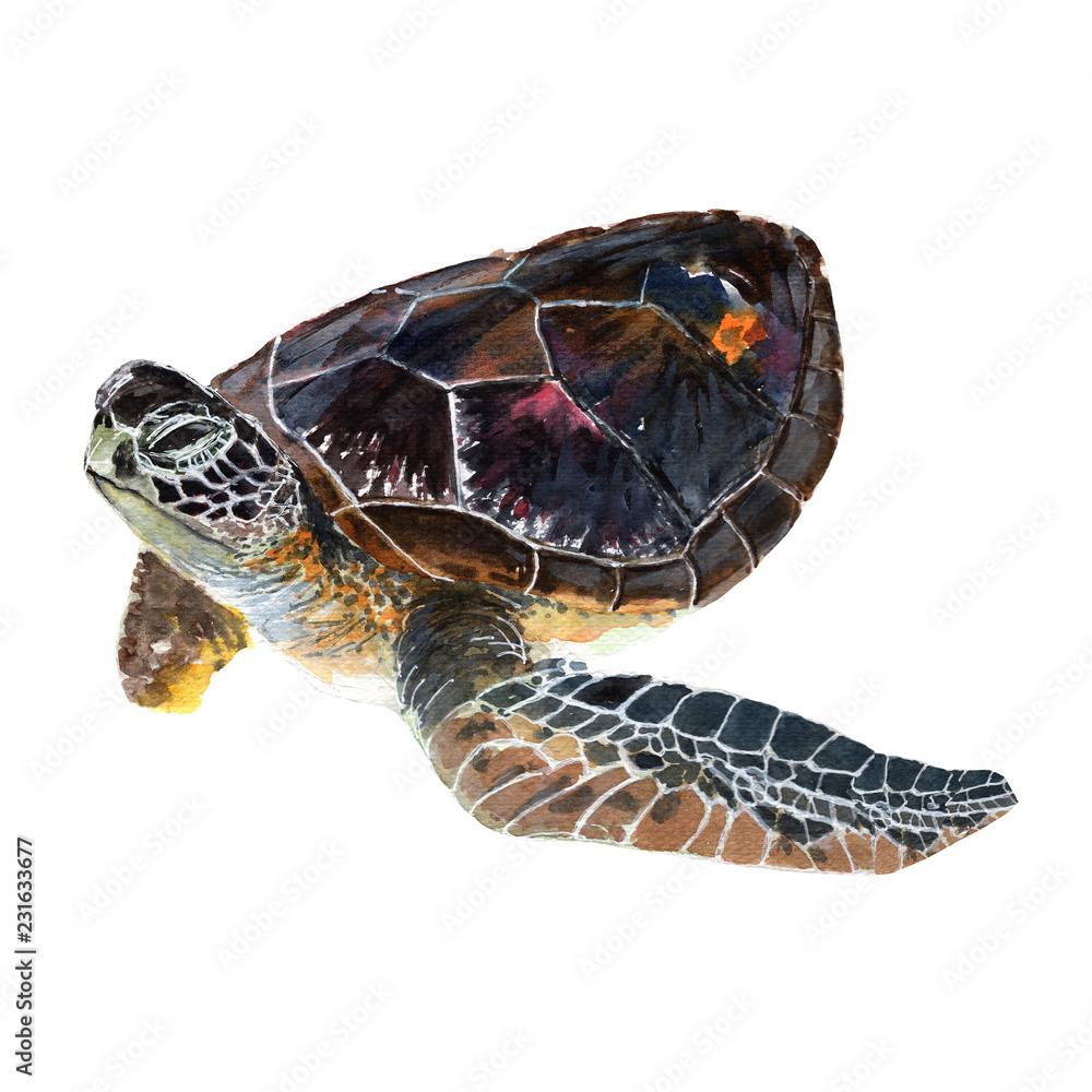 Sea turtle isolated on white background .Sea turtle Hand painted ...