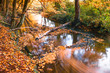 Jesień nad rzeką, rzeka Moszczenica w gminie Zgierz, Rezerwat grądy nad Moszczenicą