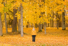 Young Woman Standing Alone And Staring At Forest Of Maple Trees. Beautiful Orange, Yellow Leaves. Bright Color. All Ground Covered With Fallen Leaves. Warm Autumn Day. Back View.