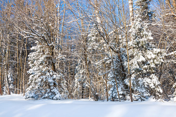 Sticker -  winter rural landscape with forest and trees covered with snow