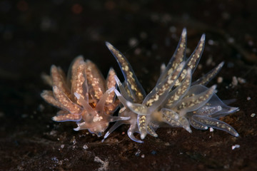 Nudibranch Phyllodesmium sp. Picture was taken in Lembeh Strait, Indonesia