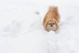 Fototapeta Psy - Dog collapses in snow. Red pekingese dog on a walk at winter time, dog owner problems with his pets 