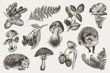 Collection Of Highly Detailed Hand Drawn Fern, Mushrooms, Strawberries, Blackberry Oak Leaves, Acorn And Hedgehog Isolated On White Background. Vector Design