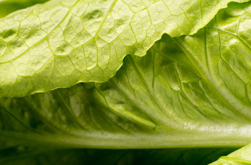 Close up of organic green Lettuce leaf