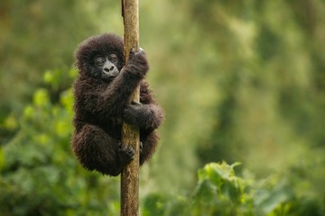 wild mountain gorilla in the nature habitat. very rare and endangered animal close up. african wildl