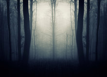 Surreal Symmetrical Forest, Fantasy Background