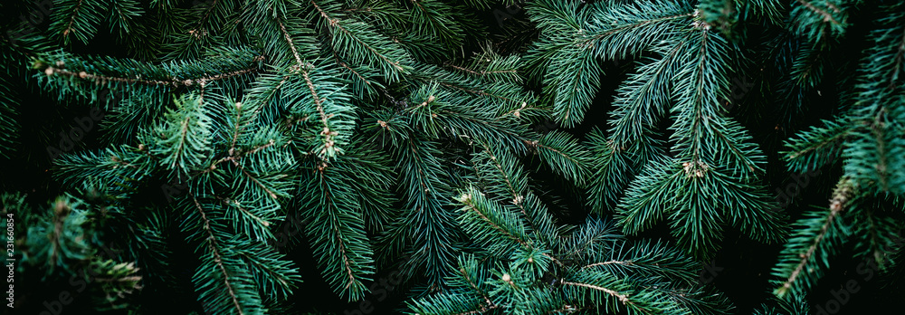 Christmas fir tree branches Background. Christmas pine tree wallpaper. Copy space.. - obrazy, fototapety, plakaty 