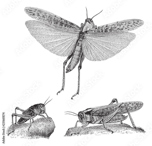 Fotomural Migratory locust (Oedipoda migratoria) / vintage illustration from Meyers Konver