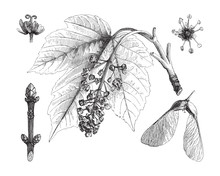 Sycamore Maple (Acer Pseudoplatanus) / Vintage Illustration From Meyers Konversations-Lexikon 1897