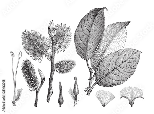 Foto Goat Willow (Salix caprea) / vintage illustration from Meyers Konversations-Lexi
