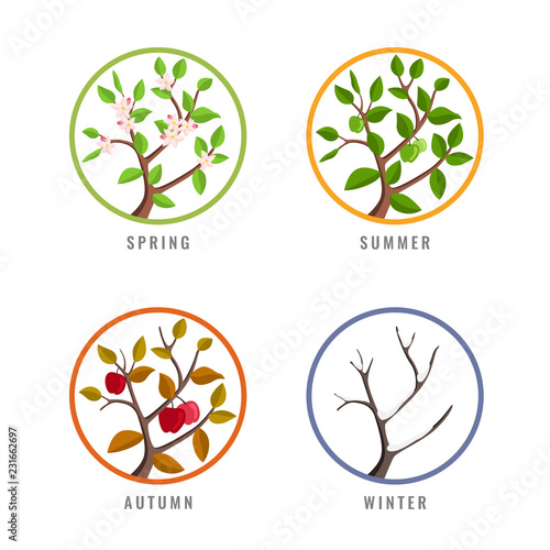 Fotomural four season concept with apple tree season change in spring summer autumn winter