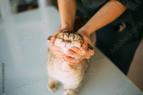 Golden Shaded British Shorthair Cat Buy This Stock Photo And