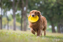 Golden Retriever Playing Frisbee In The Meadow