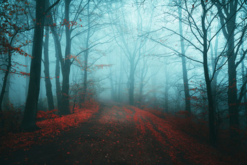 Dark horror path in moody foggy forest