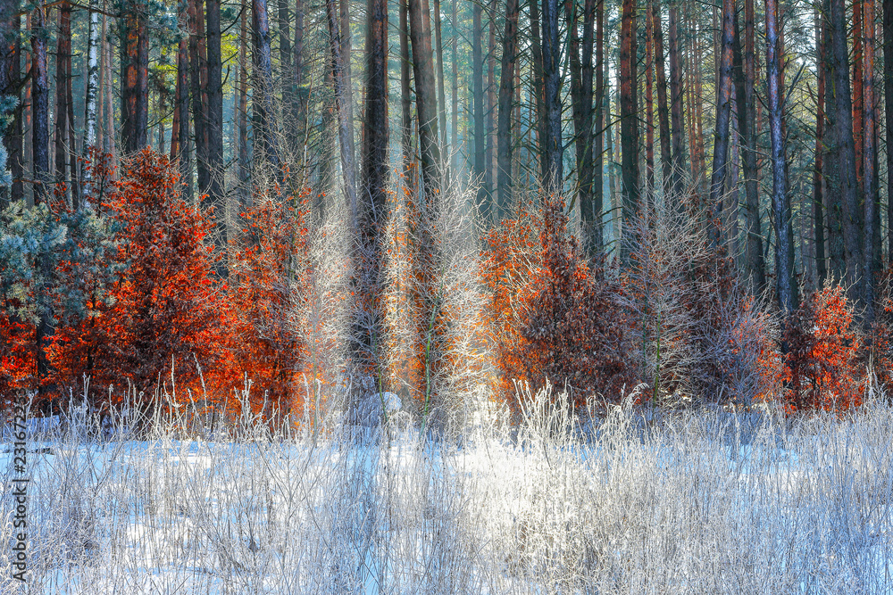 zima w lasach Warmii - obrazy, fototapety, plakaty 