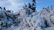 natura zima śnieg lód drzewa niebo 