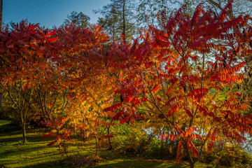 Wall Mural - Autumn colorful red and yellow rowan tree in the green grass near Hamry nad Sazavou, Czech Republic