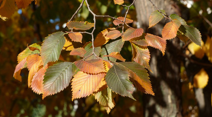 Sticker - colorful autumn leaves