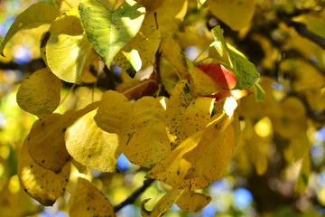 autumn, leaves, background, branch, fall, tree, abstract, yellow, orange, isolated, maple, season, n