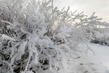 Beautiful winter landscape, frost on the branches of trees, the first snow,