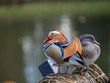 Female and male mandarin ducks