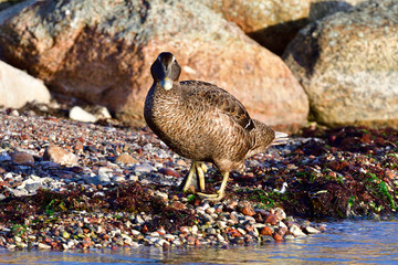 Eiderente im Herbst an der Ostsee