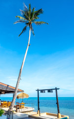 Coconut tree under cloudy summer blue sky