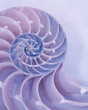 Extreme closeup of a cross section of a Nautilus shell in pastel pink and blue colors