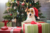 Fototapeta Psy - dog under the christmas tree