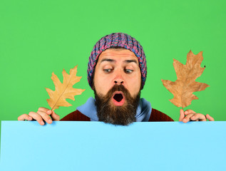 Poster - Man holds oak tree leaves on green and cyan background