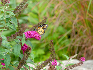 Wall Mural - monarch butterfly