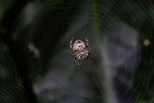 Garden Orb Weaver Spider In Web