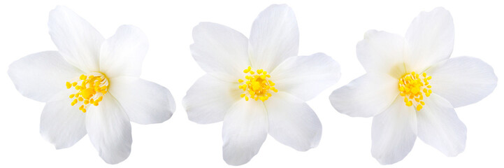 Single jasmine flowers isolated