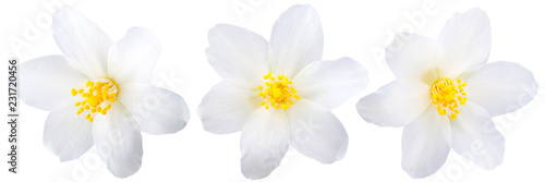 Single jasmine flowers isolated Poster Mural XXL