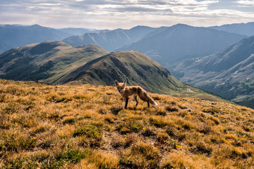a fox in the colorado rocky mountains