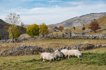 Wall Mural - Sheep herd grazing in remote pasture in Bosnia mountains