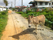 Donkey on road in Guyana 