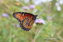 Closeup Of A Monarch Butterfly On A Purple Wildflower