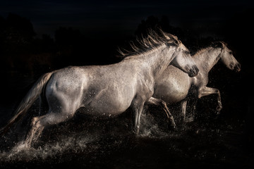 Wall Mural - fuite dans la Camargue