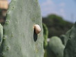 Snail on Aloe Vera