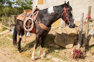 cowboy and horse