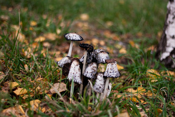 White poisonous toadstool mushrooms among green grass in the autumn forest.