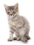 Fototapeta Koty - Small gray kitten.