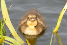 Close Up Of A Mallard Duckling (anas Platyrhynchos) In The Water